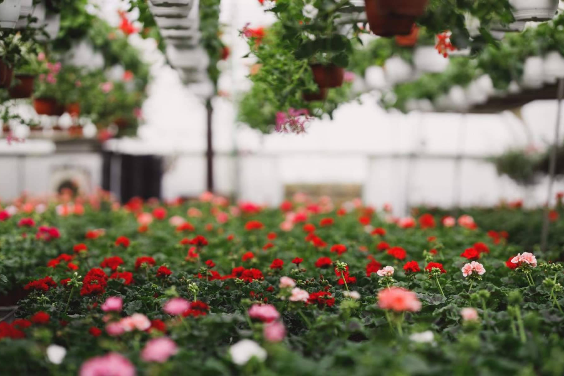 La Rosa De Oro consolida su propuesta entre los viveros en Sevilla con plantas de temporada